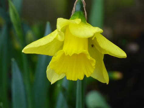 Daffodils Birmingham Road Alvechurch Daffodils Seen In Flickr