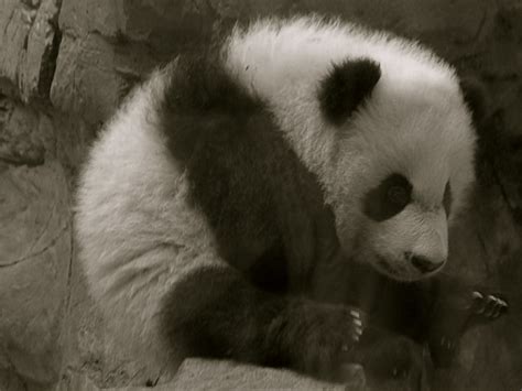 Bei Bei Giant Panda Smithsonian National Zoo Andrew King Flickr