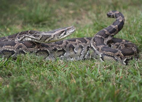 5 Foot Alligator Discovered Inside An 18 Foot Burmese Python Found In