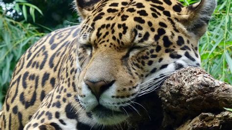 Jaguar Predator Wild Big Cat Muzzle Close Up 4k Hd Wallpaper