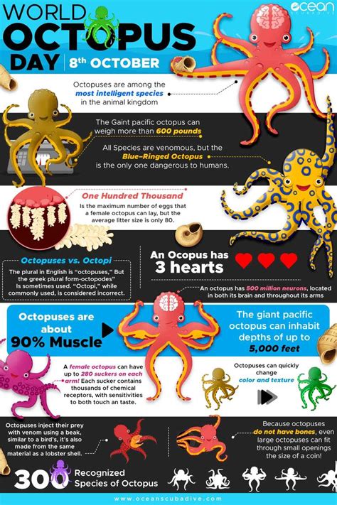 10 Different Types Of Octopus Types Of Octopus Octopus Marine Biology