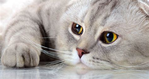 5 Things To Know About Scottish Folds Petful International Cat Day