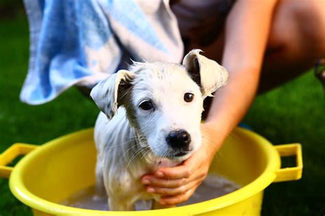 Kupanje Psa Kako To Obaviti Bez Stresa I Bježanja Iz Kupaonice Zoonahr