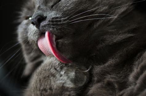 Sexual behavior in male cats. Unique Facts About the Shy and Gentle Nebelung Cat