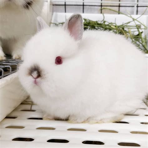The Varieties And Genetics Of White Rabbits — Breadbox Farm