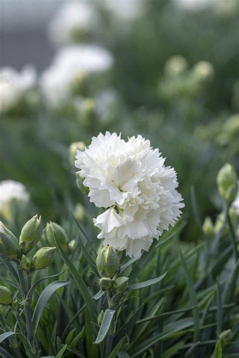 White Carnation Flowers Stock Image Image Of Color 144630031