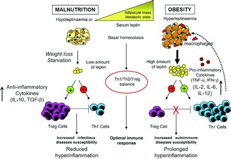 Leptin Modulates The Immune Response By Acting On Both Effector T