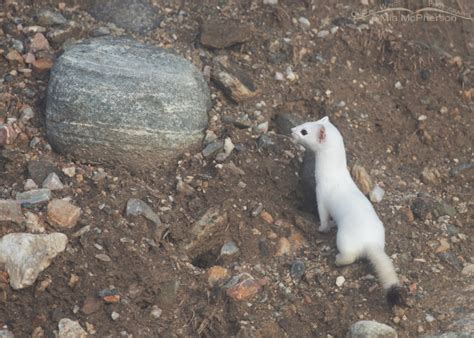 Long Tailed Weasel In Its Winter Coat And Morning Fog Mia Mcphersons