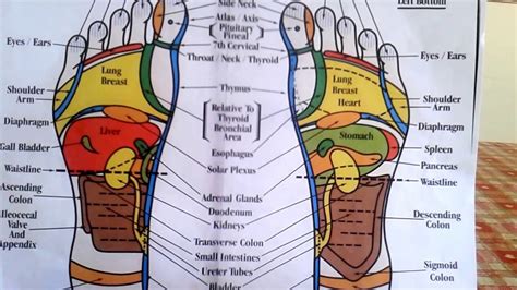 Reflexology How To Read A Foot Reflexology Chart Youtube
