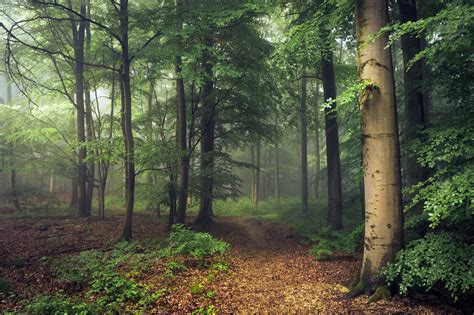 Forest 4k Ultra Hd Wallpaper Background Image 4450x2959 Id