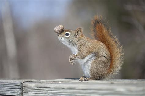 Squirrel Funny Humor Wallpapers Hd Desktop And Mobile