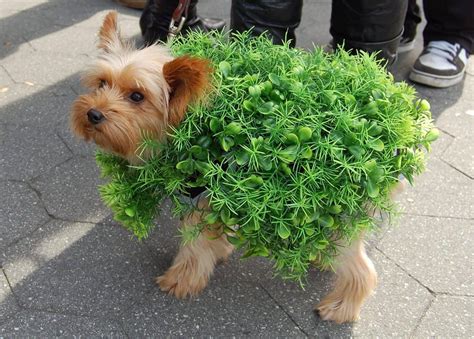 8 Easy And Adorable Halloween Costumes For Dogs Vetbabble