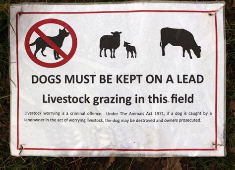Loose Dog Kills 18 Sheep In Shocking Attack Farminguk News