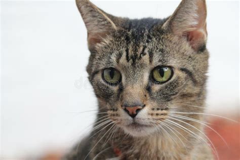 Portrait Tabby Cat Face Facing Forward Stock Image Image Of Face