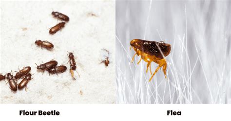 What Are Some Bugs That Look Like Fleas Photo Comparisons