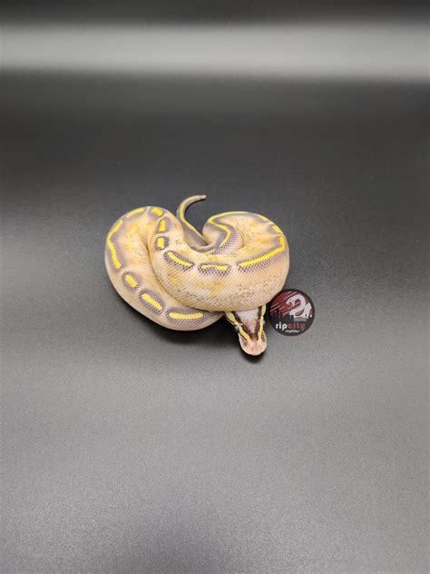 Pastel Highway Ball Python By Rip City Reptiles Morphmarket