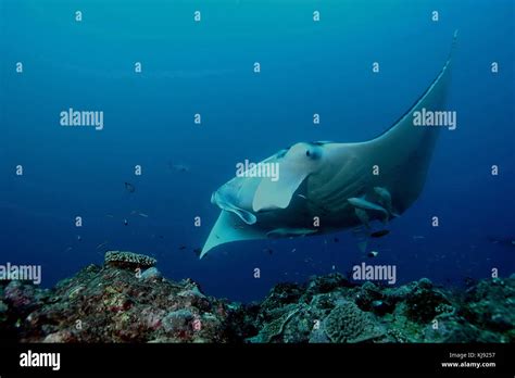 Manta Ray Diving Underwater Galapagos Islands Pacific Ocean Stock Photo