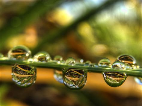 Wallpaper Water Grass Rain Tiger Dew Refraction Drop Flora