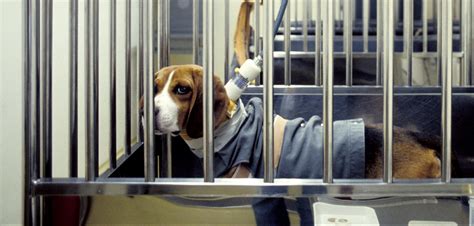 About Animal Testing Humane Society International