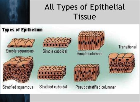 Epithelial Tissue Medically