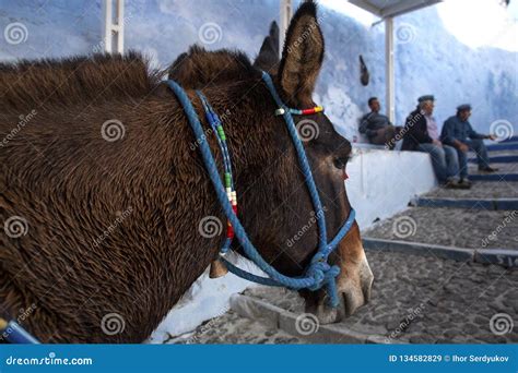 Santorini Donkey Symbol Of The Island Santorini Thira Greece