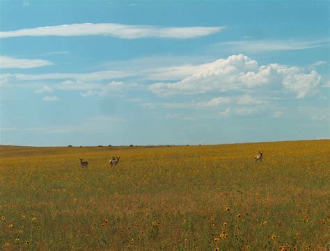 Pilgrims' Journey: The Beautiful Prairie
