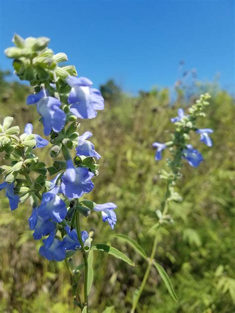 Wild Blue Sage Salvia Azurea Grandiflora Also Called Prairie Sage