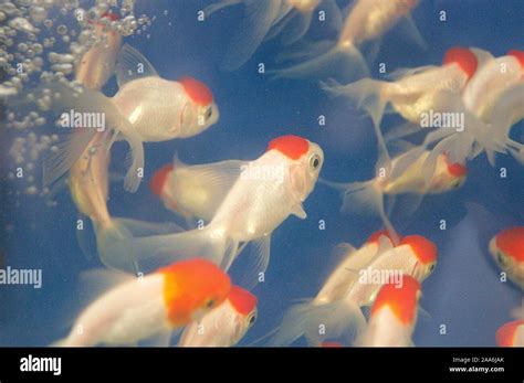 Aquarium Fish Very Cute Fish Stock Photo Alamy