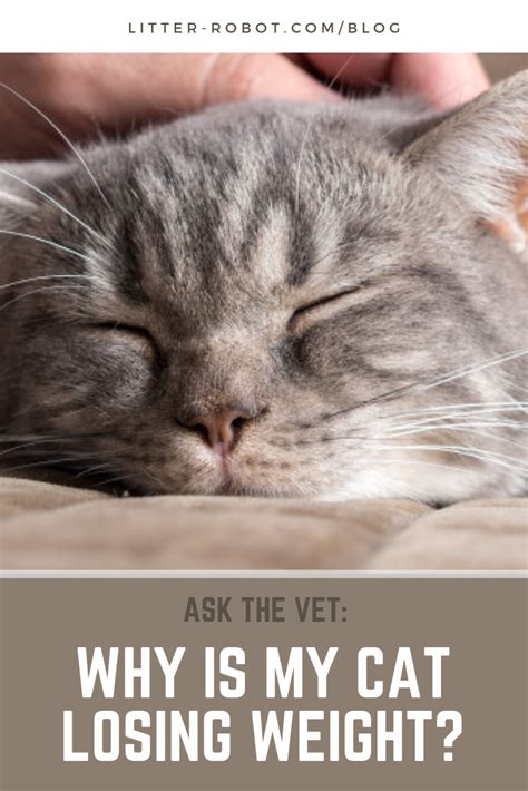Ask The Vet Why Is My Cat Losing Weight Litter Robot Blog
