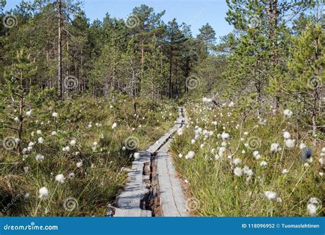 View Of A Forest And Marshland In Finland Stock Photo Image Of Hike