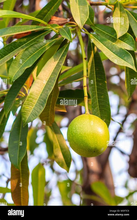 Green Suicide Tree Pong Pong Othalanga Cerbera Oddloam Fruit On