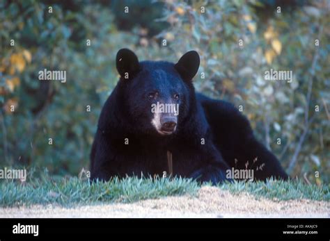 Black Bear Ursus Americanus Jasper National Park Canada Stock Photo Alamy