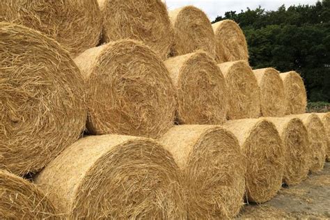 60 Baled Straw Barley Sellmylivestock