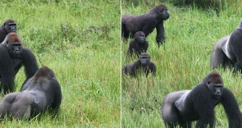 Female Gorillas Must Balance The Reproductive Costs Of Staying With Or