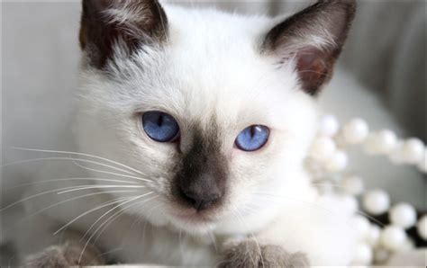 Nyc cats kittens & kitties for adoption. Applehead Breeder Siamese Kittens for sale Applehead ...