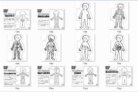 Sistemas Del Cuerpo Humano Para Niños 80 Imágenes E Información