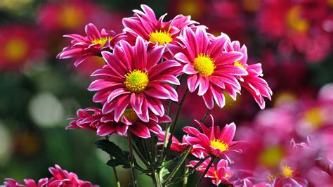 4k Pc Wallpaper Download 3840x2160 Chrysanthemum Flower Pictures