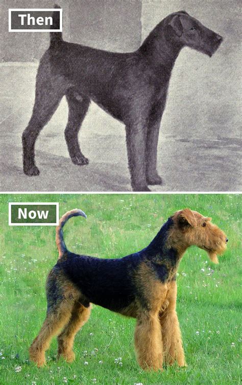 15 Pics Of Popular Dogs Breeds Showing How They Changed Over The Last