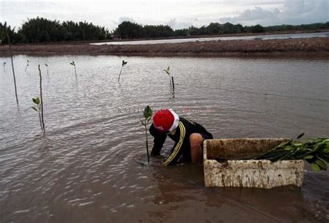Mencari Titik Temu Tambak Dan Pelestarian Mangrove Ekonomi Terpenuhi