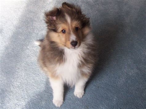 We did not find results for: Collie Puppy PicturesCorgi Puppy Pictures
