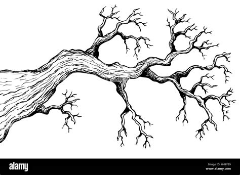 Tree Branch Drawing Black And White Stock Photos And Images Alamy