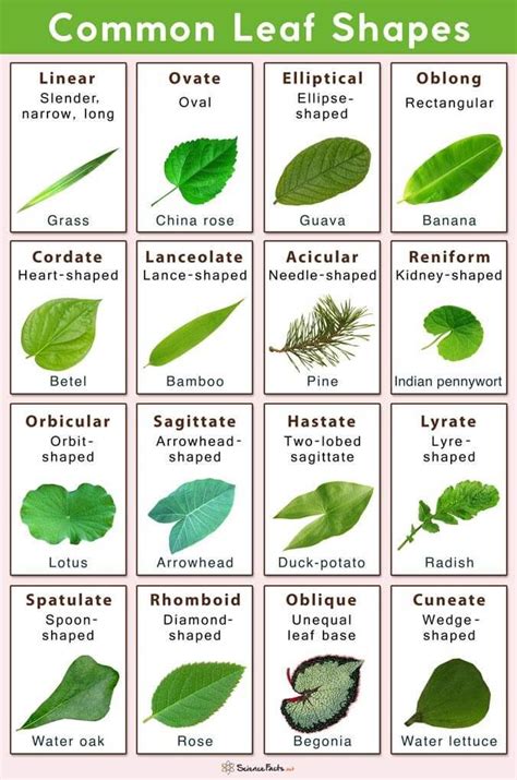 Types Of Tree Leaves With Pictures For Easy Identification Eathappyproject