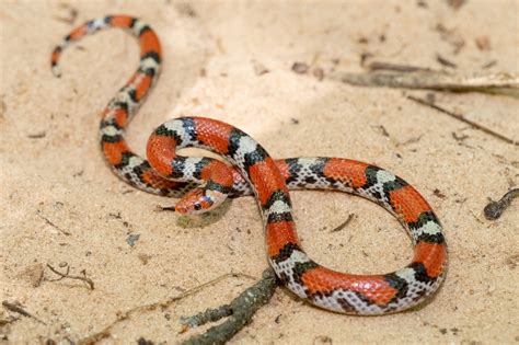 Scarlet Snake South Carolina Partners In Amphibian And Reptile