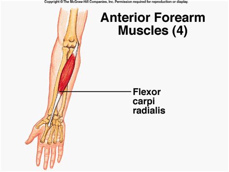 Flexor tendon, secondary reconstruction, zone ii, tendon graft, hunter rod. Anterior forearm muscles: superficial group - Anatomy 3300 with Turner at The Ohio State ...