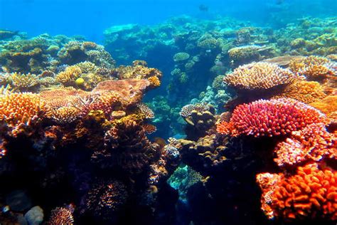 11 Amazing Facts About The Great Barrier Reef