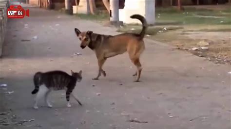 Dog Vs Cat Fight Very Funny Youtube