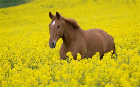 Brown Horse In Yellow Flowers Field Hd Wallpaper Hd Nature Wallpapers