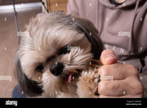 Animal Photo Pedigree Dog Shih Tzu Bites A Treat Held By A Man Stock