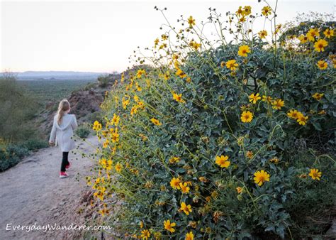 Arizona Wildflowers - Best Places to See Wildflowers in Arizona