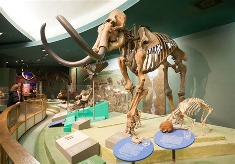 Woolly Mammoth Size Adaptations And Facts Britannica